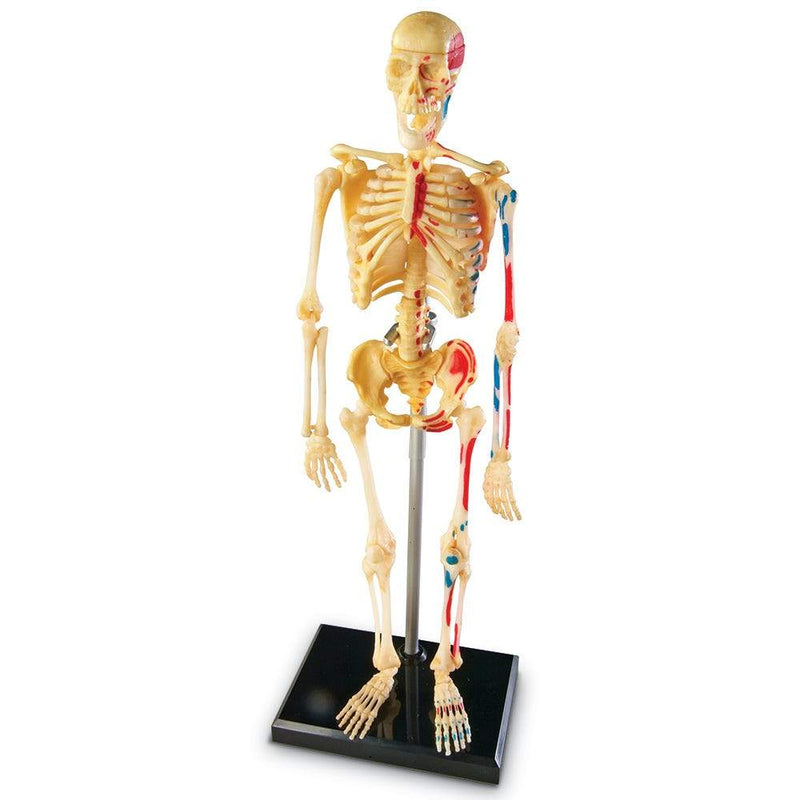 Human Skeleton Model - STEMfinity