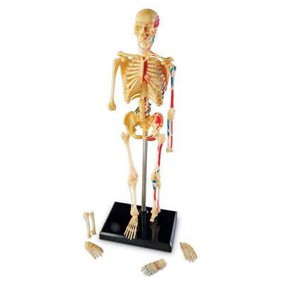 Human Skeleton Model - STEMfinity