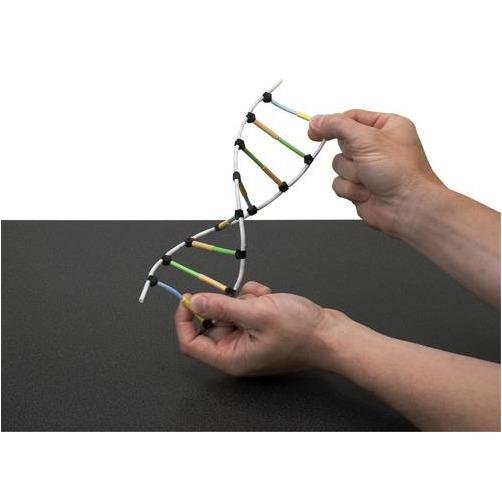 Lab-Aids: Advanced Molecular Model of DNA and its Replication Kit - STEMfinity