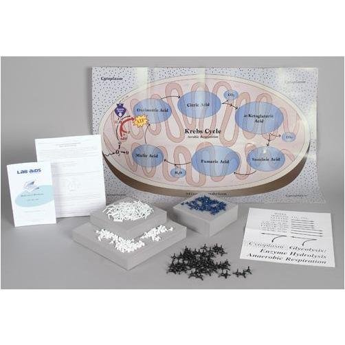 Molecules of Metabolism Understanding Digestion and Respiration