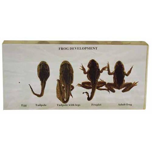 Plastic Bioplast Mount, 5 Stages Frog Life History - STEMfinity