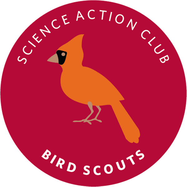 Science Action Club - Bird Scouts Kit - Bilingual English-Spanish - STEMfinity