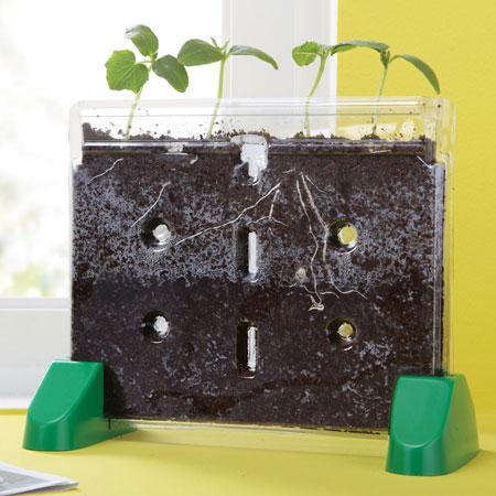 Sprout & Grow Window™ - STEMfinity